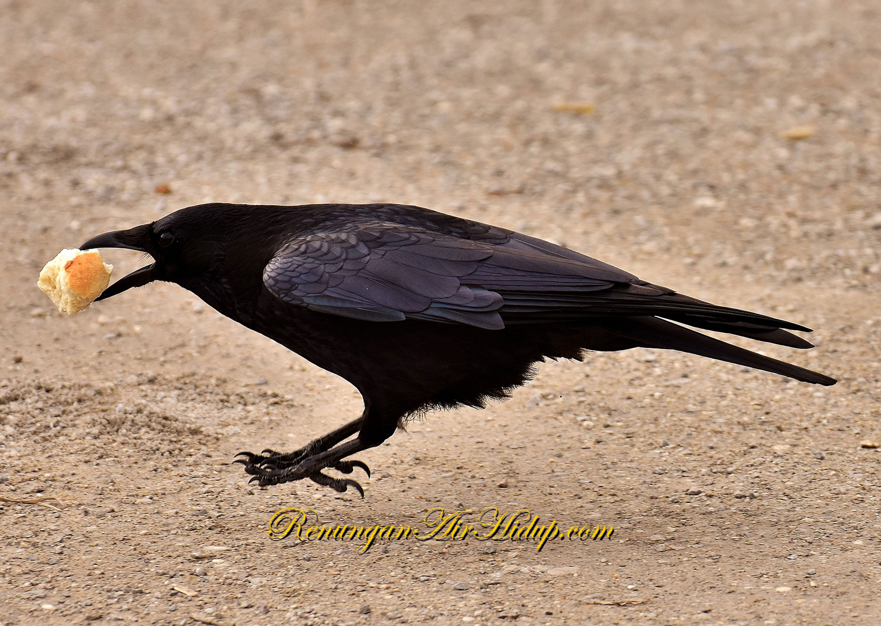 Tercukupilah_Kebutuhan_Elia_Dalam_Masa_Sulit