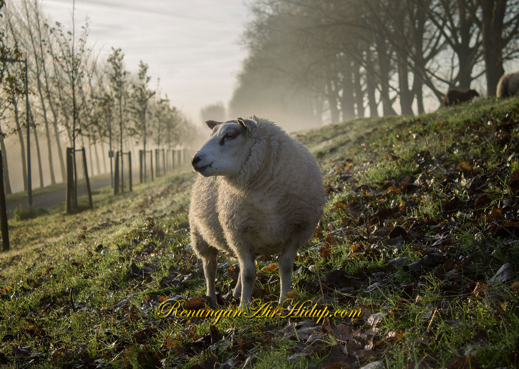 Bagaikan_Domba_yang_Terhilang_Dalam_Kesesatan
