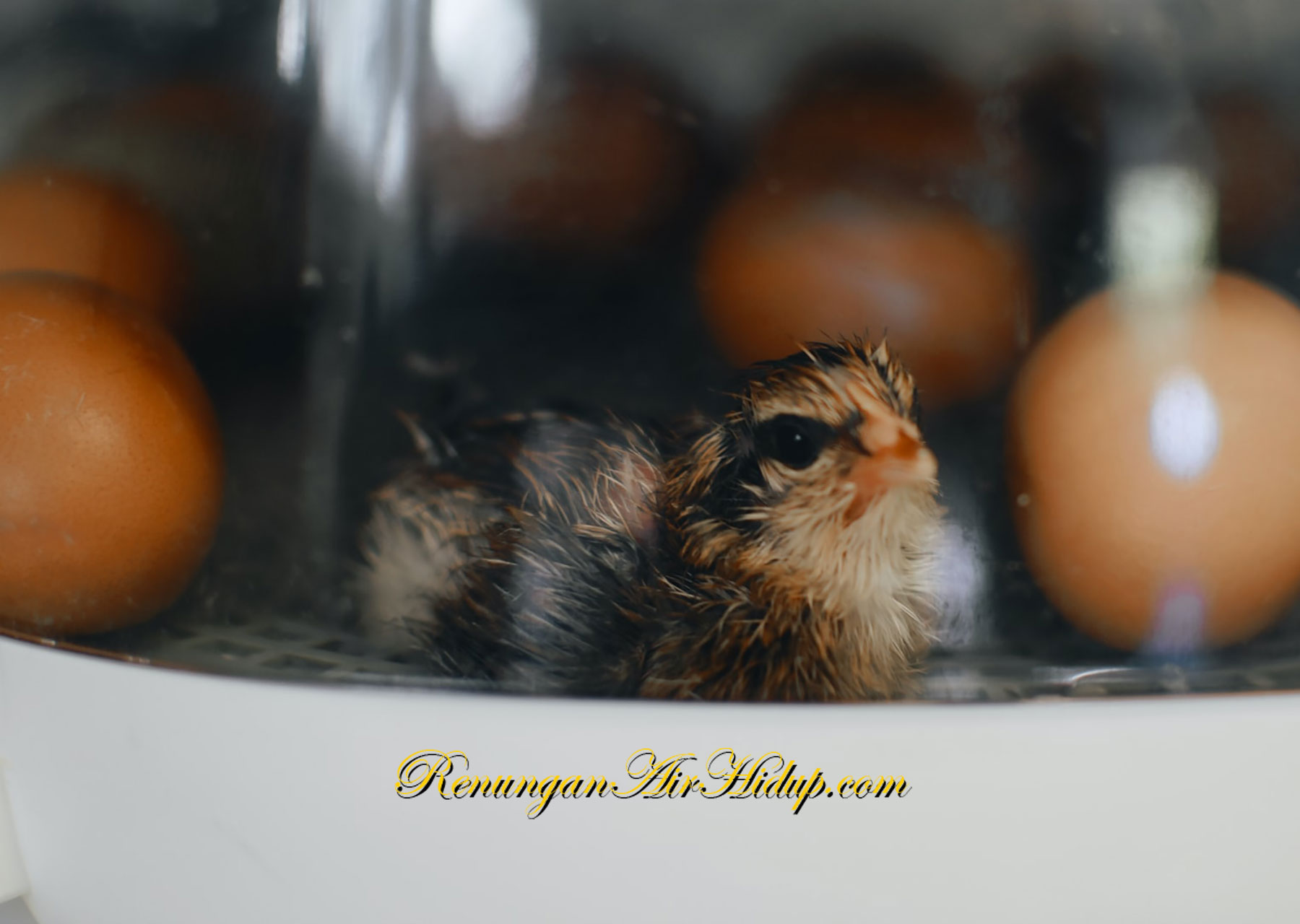 Tidak_Melihat_Namun_Percaya _tulah_Iman_yang_Hidup