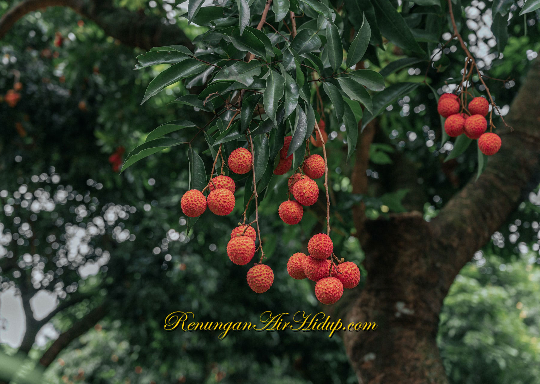 Tekun_Menantikan_Dia