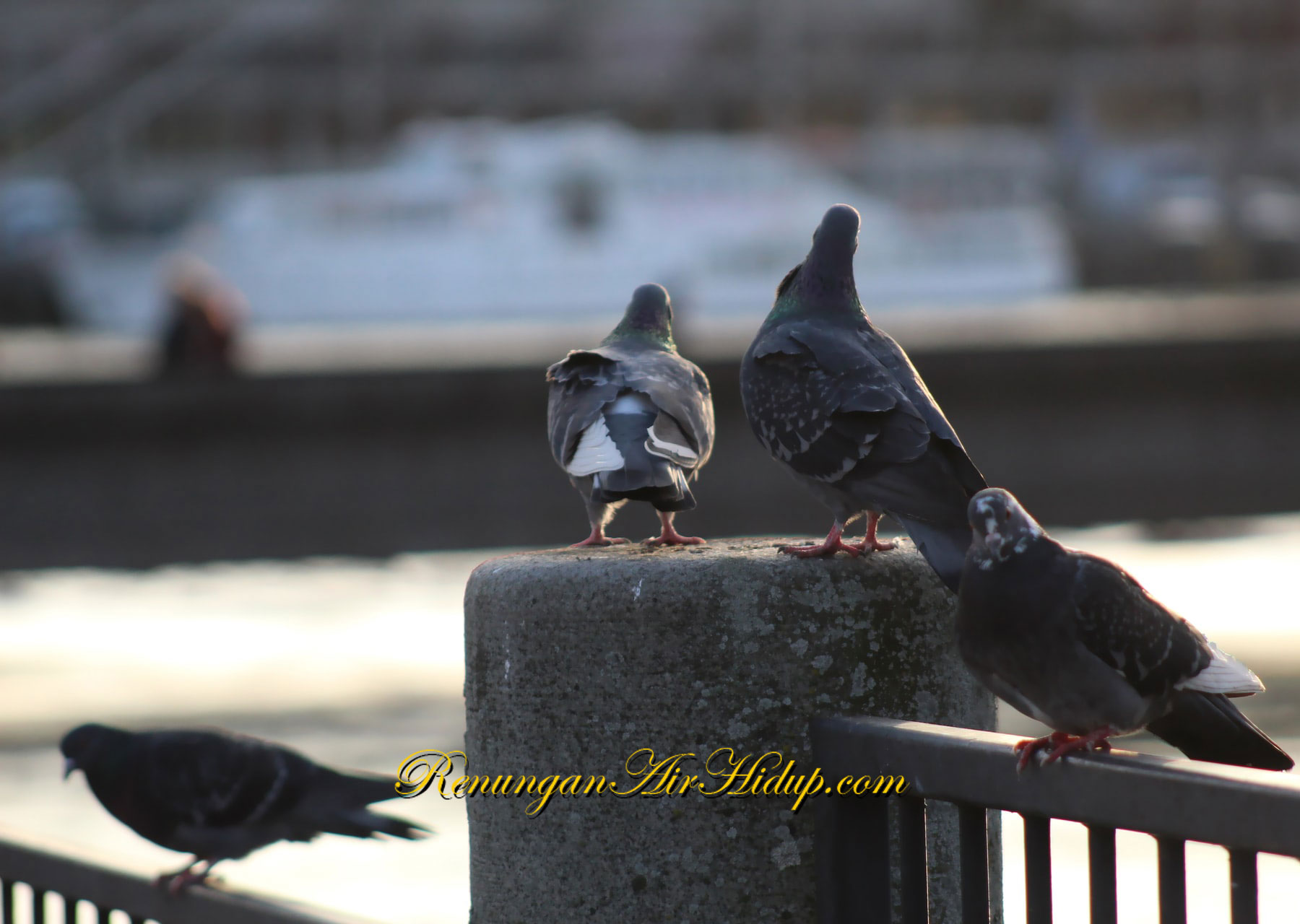 Kita_Lebih_Berharga_dari_Burung