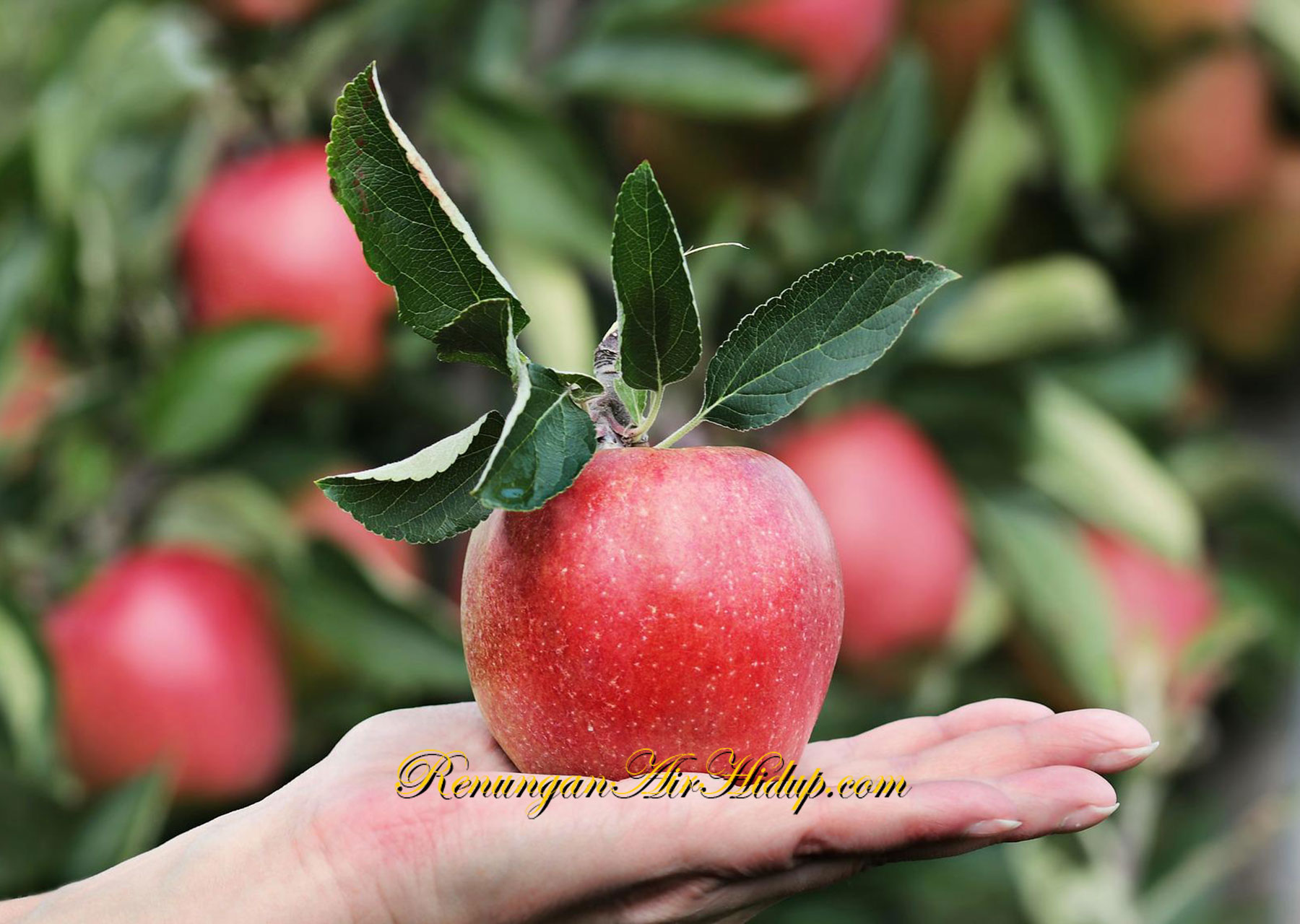 Pohon_yang_Baik_Menghasilkan_Buah_yang_Baik