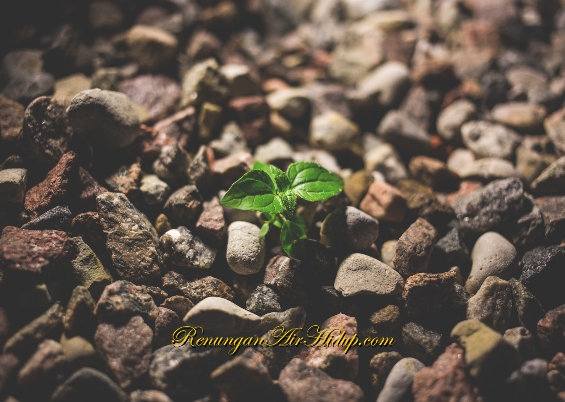 Kamu_Telah_Dilahirkan_Kembali