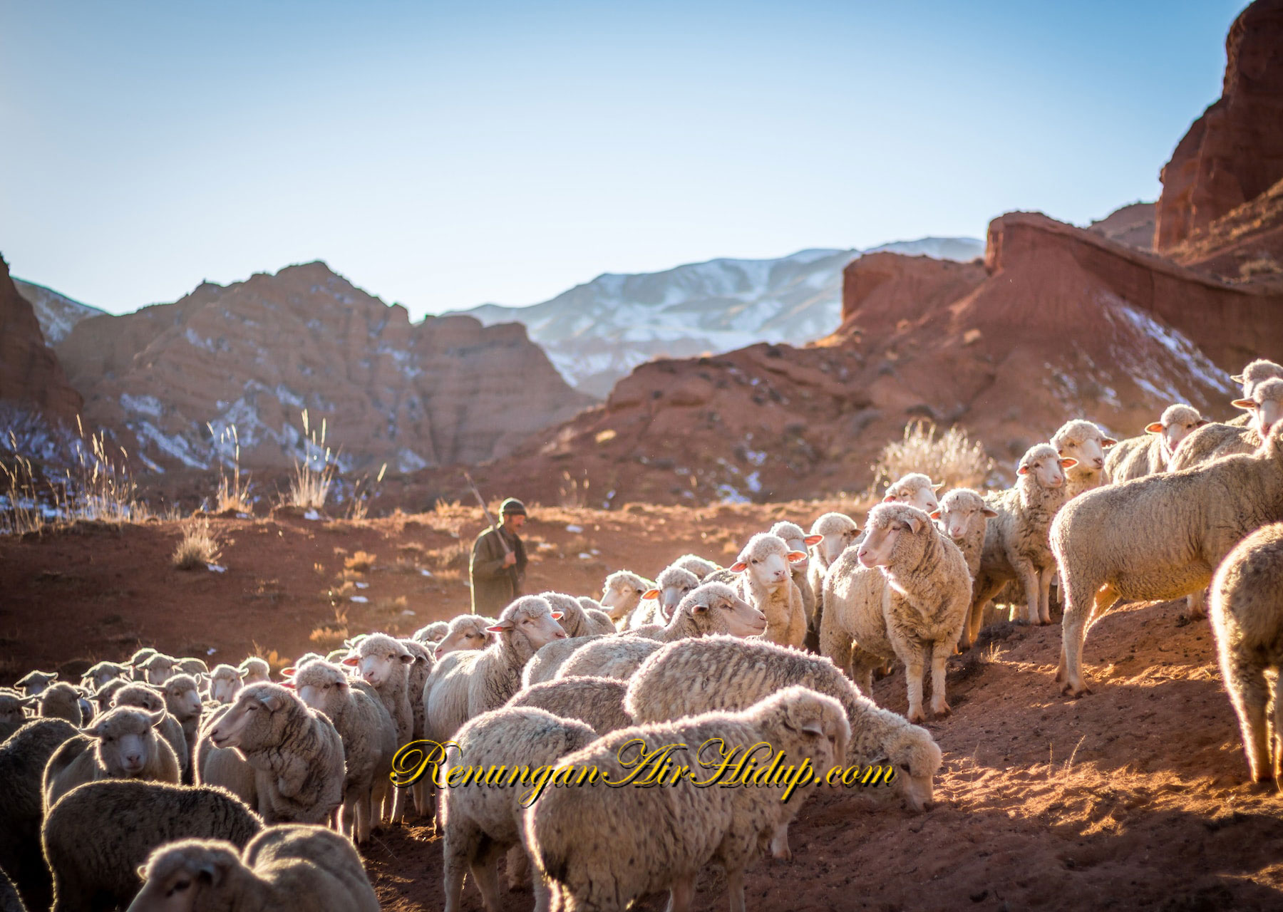 Mari_Kita_Menjadi_Domba_yang_Baik